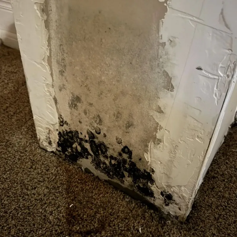 Professional Mold Removal in Whitewright, TX